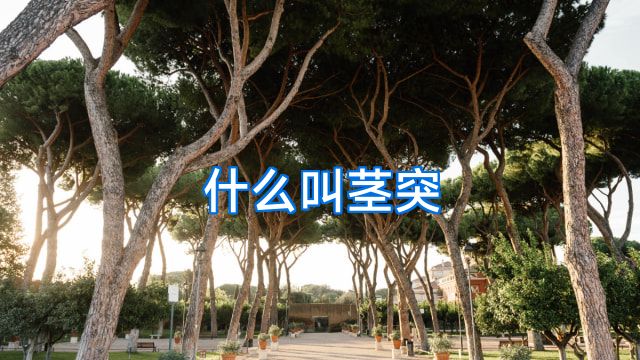 什么叫茎突