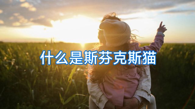 什么是斯芬克斯猫