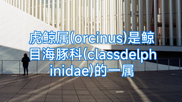 虎鲸属(orcinus)是鲸目海豚科(classdelphinidae)的一属