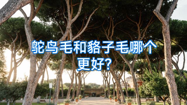 鸵鸟毛和貉子毛哪个更好?