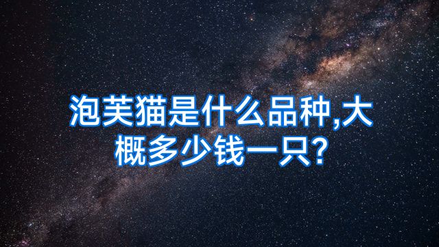 泡芙猫是什么品种,大概多少钱一只?
