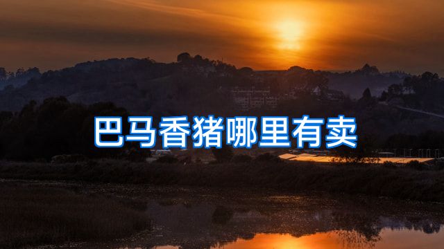 巴马香猪哪里有卖