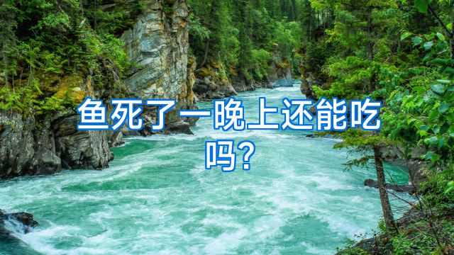 鱼死了一晚上还能吃吗?