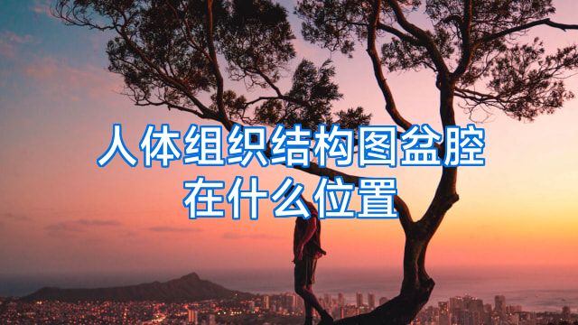 人体组织结构图盆腔在什么位置