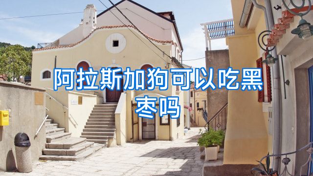 阿拉斯加狗可以吃黑枣吗
