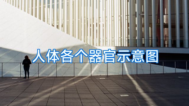 人体各个器官示意图