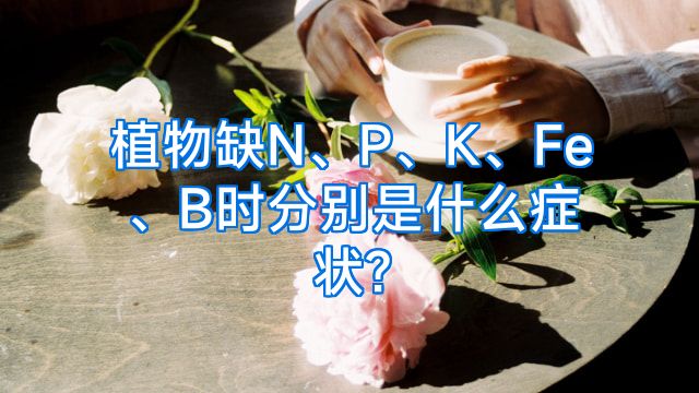 植物缺N、P、K、Fe、B时分别是什么症状?