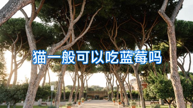 猫一般可以吃蓝莓吗