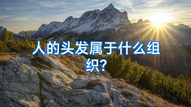 人的头发属于什么组织?
