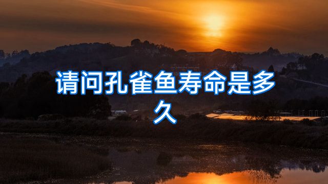 请问孔雀鱼寿命是多久