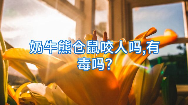 奶牛熊仓鼠咬人吗,有毒吗?