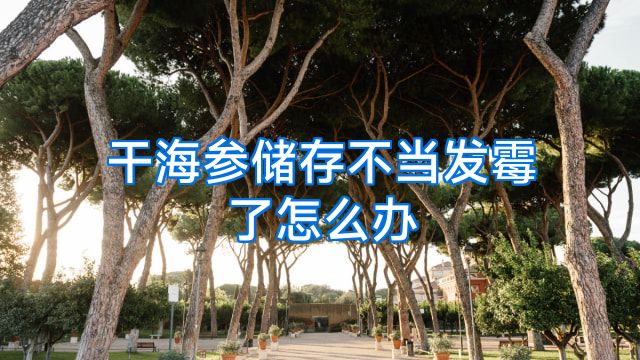 干海参储存不当发霉了怎么办