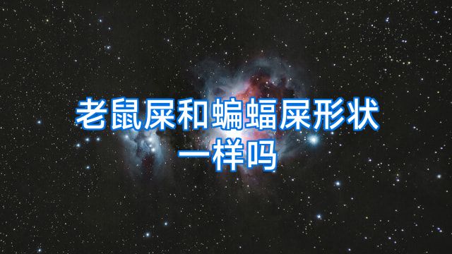 老鼠屎和蝙蝠屎形状一样吗