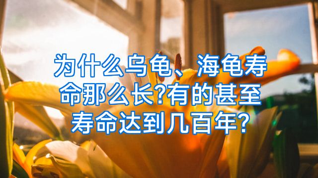 为什么乌龟、海龟寿命那么长?有的甚至寿命达到几百年?