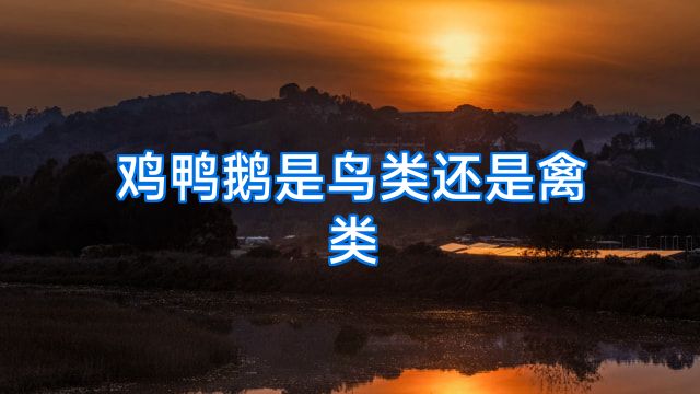 鸡鸭鹅是鸟类还是禽类