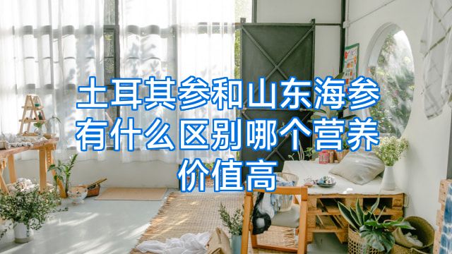 土耳其参和山东海参有什么区别哪个营养价值高
