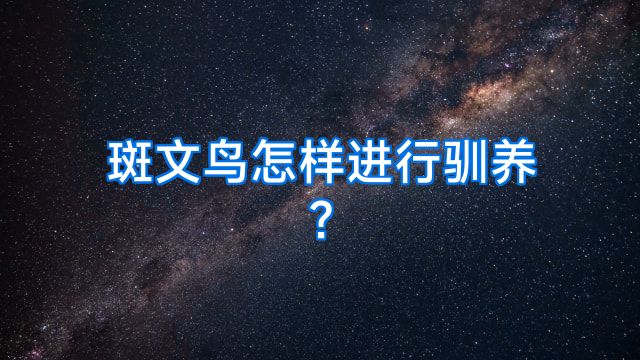 斑文鸟怎样进行驯养?