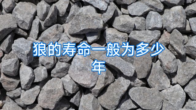 狼的寿命一般为多少年