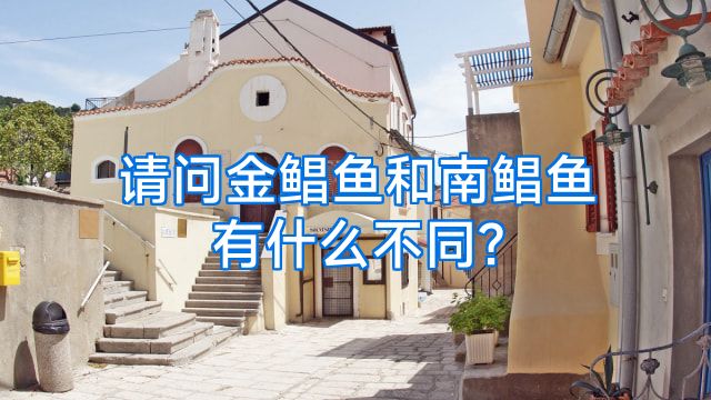 请问金鲳鱼和南鲳鱼有什么不同?