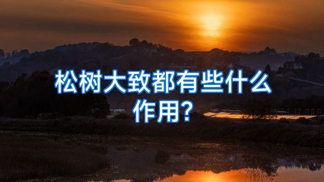 松树大致都有些什么作用?