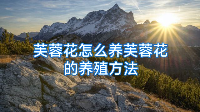 芙蓉花怎么养芙蓉花的养殖方法