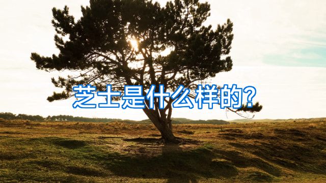 芝士是什么样的?