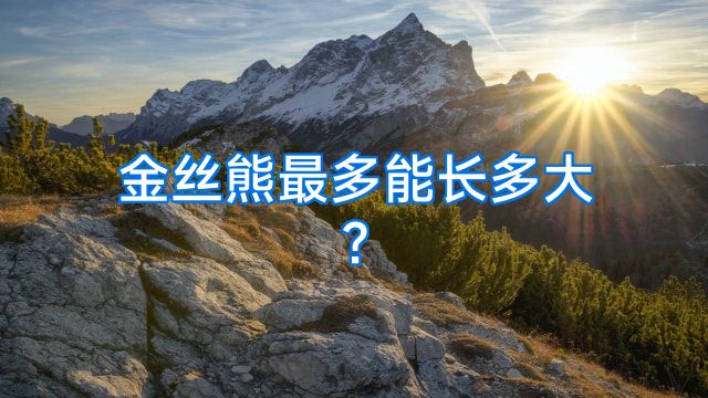 金丝熊最多能长多大?