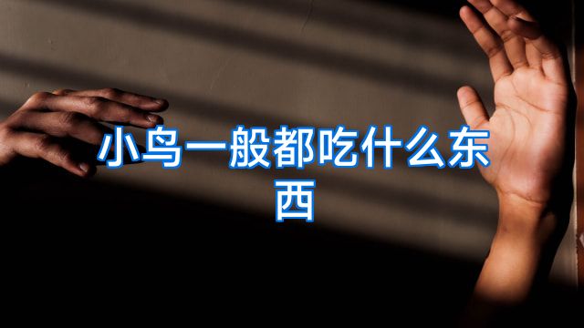 小鸟一般都吃什么东西