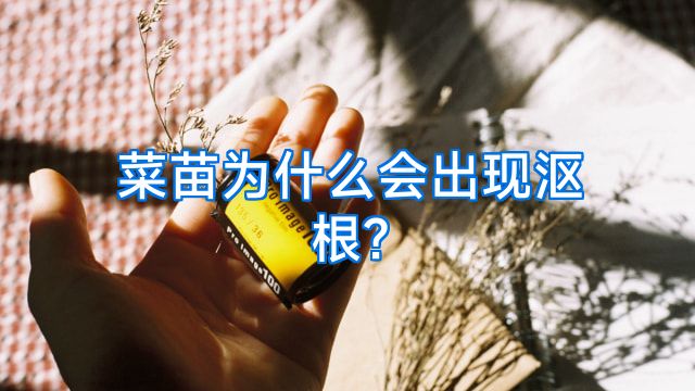 菜苗为什么会出现沤根?