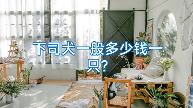 下司犬一般多少钱一只?