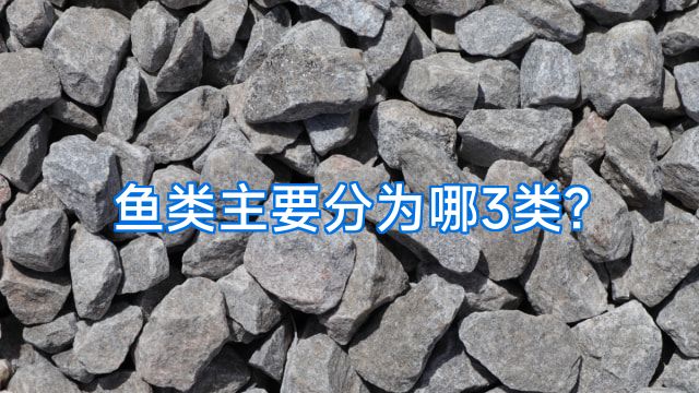 鱼类主要分为哪3类?