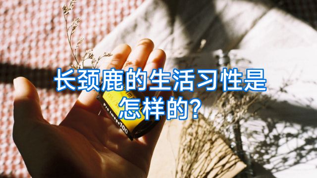 长颈鹿的生活习性是怎样的?