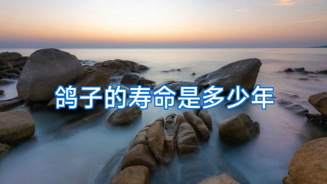 鸽子的寿命是多少年