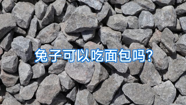 兔子可以吃面包吗?