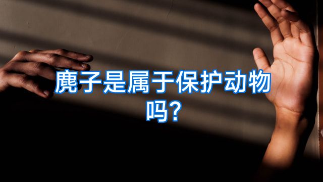 麂子是属于保护动物吗?