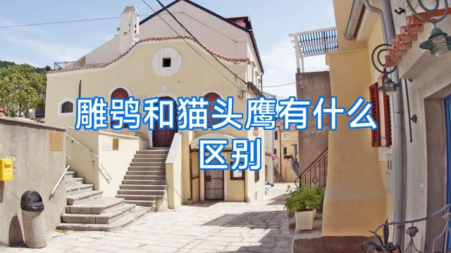 雕鸮和猫头鹰有什么区别