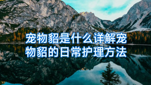 宠物貂是什么详解宠物貂的日常护理方法