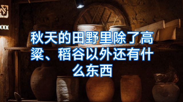 秋天的田野里除了高粱、稻谷以外还有什么东西