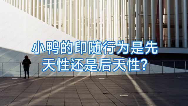 小鸭的印随行为是先天性还是后天性?
