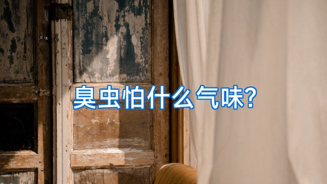 臭虫怕什么气味?