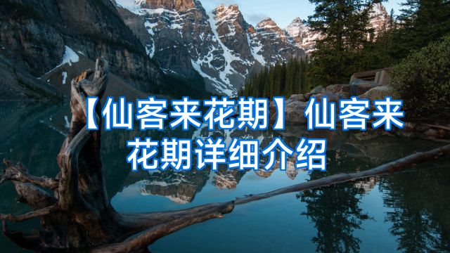 【仙客来花期】仙客来花期详细介绍
