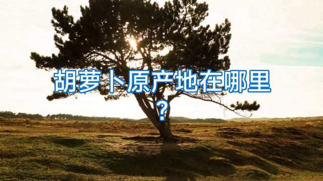 胡萝卜原产地在哪里?