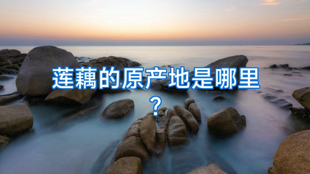 莲藕的原产地是哪里?