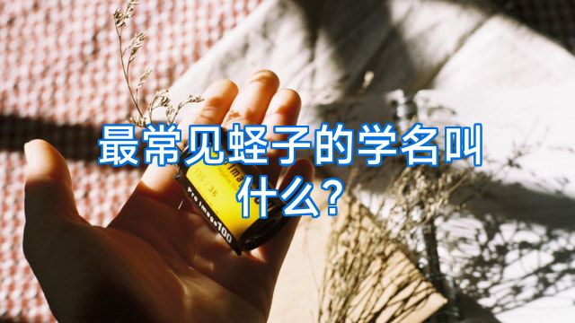最常见蛏子的学名叫什么?