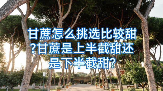 甘蔗怎么挑选比较甜?甘蔗是上半截甜还是下半截甜?