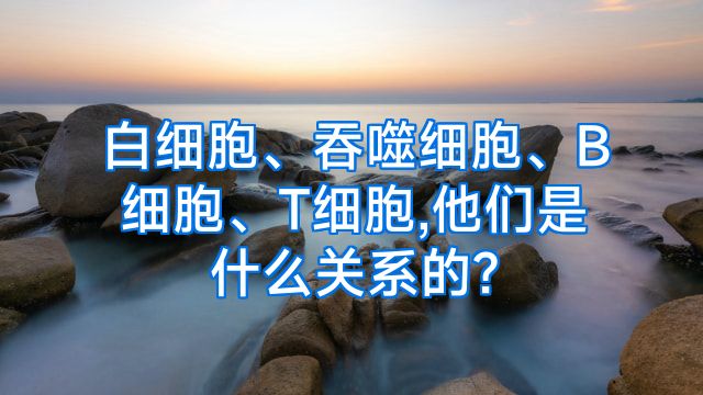 白细胞、吞噬细胞、B细胞、T细胞,他们是什么关系的?