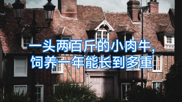 一头两百斤的小肉牛,饲养一年能长到多重