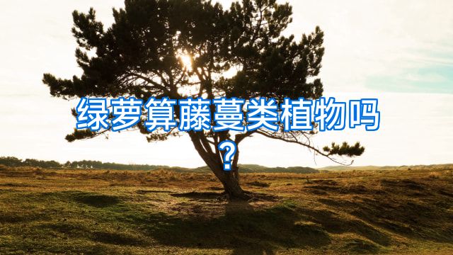 绿萝算藤蔓类植物吗?