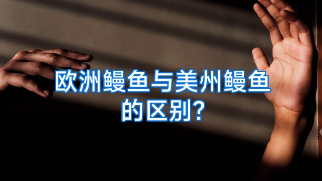欧洲鳗鱼与美州鳗鱼的区别?