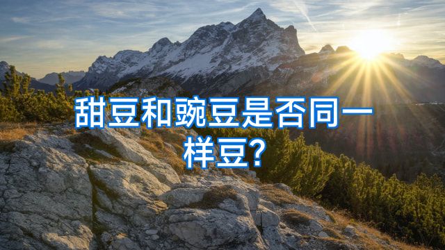 甜豆和豌豆是否同一样豆?